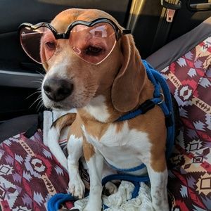 Meet your Posher, Dani